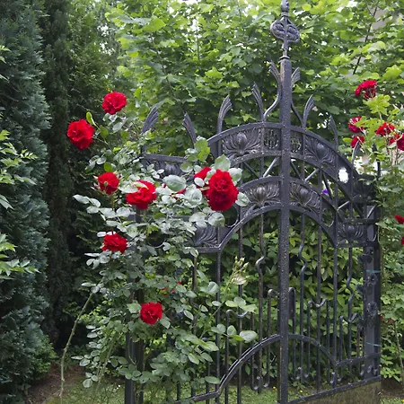 Boutiquehotel Dreesen - Villa Godesberg-3